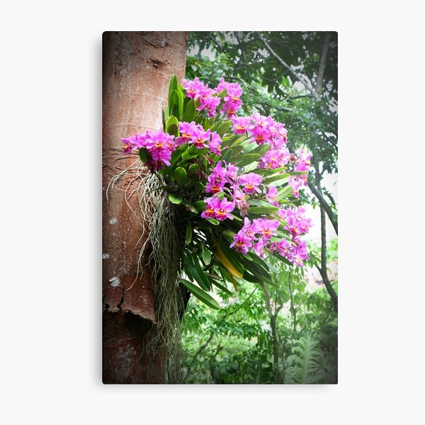 Tree Orchids Metal Print