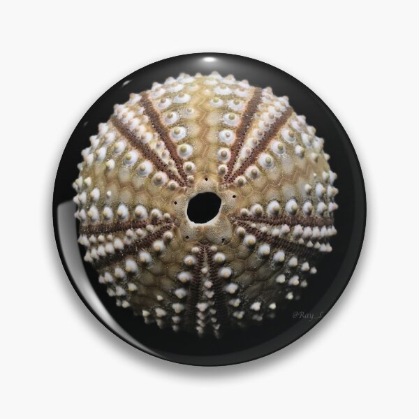 Item preview, Arbacia punctulata designed and sold by MotherOfUrchins.
