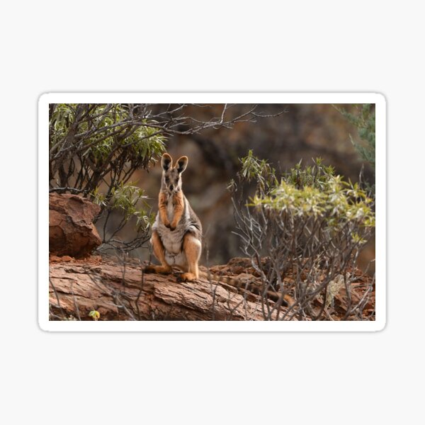 Yellow-footed Rock Wallaby Sticker