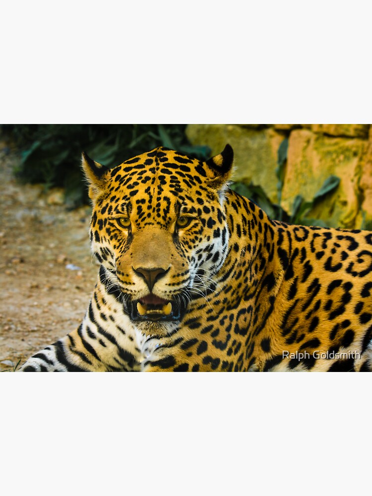 Jaguar by RalphGoldsmith