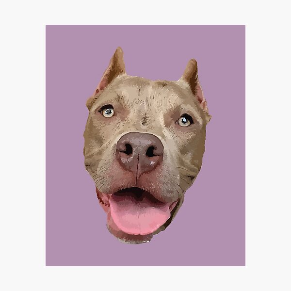 Laminas Fotograficas Pitbull Gris Redbubble