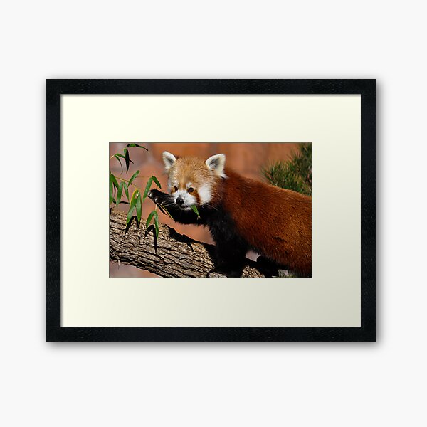 Pause Framed Art Print