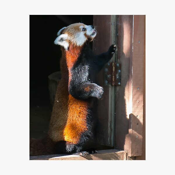 Hello There! Photographic Print