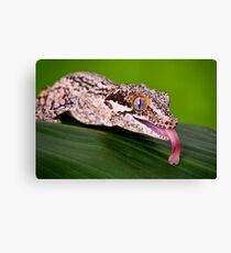 Lienzo Gargoyle Gecko (Rhacodactylus auriculatus)