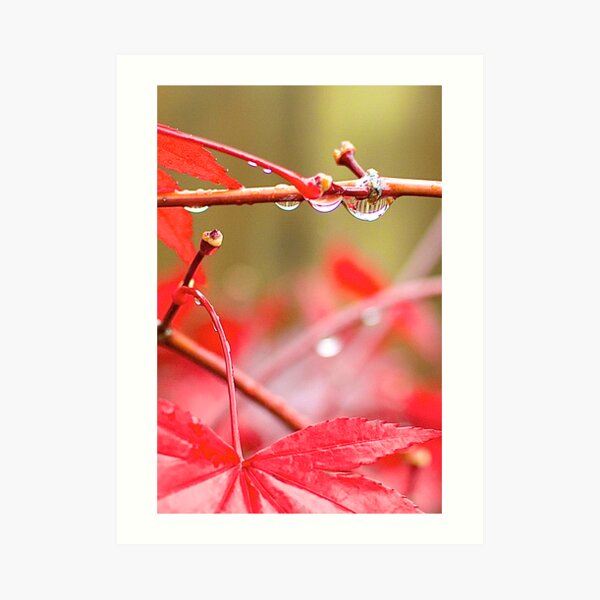 Water Drop Art Print