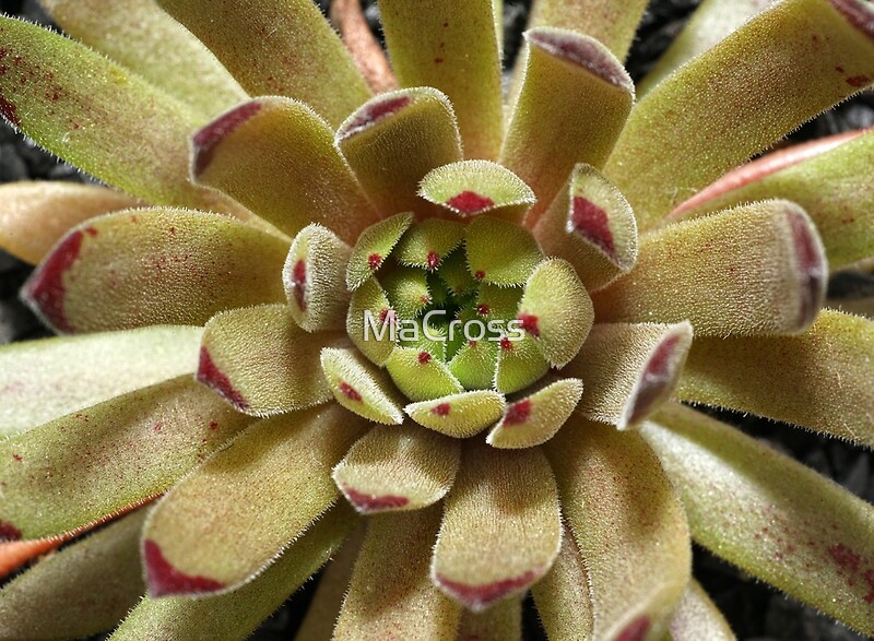 "Sempervivum Devils Touch" by MaCross | Redbubble