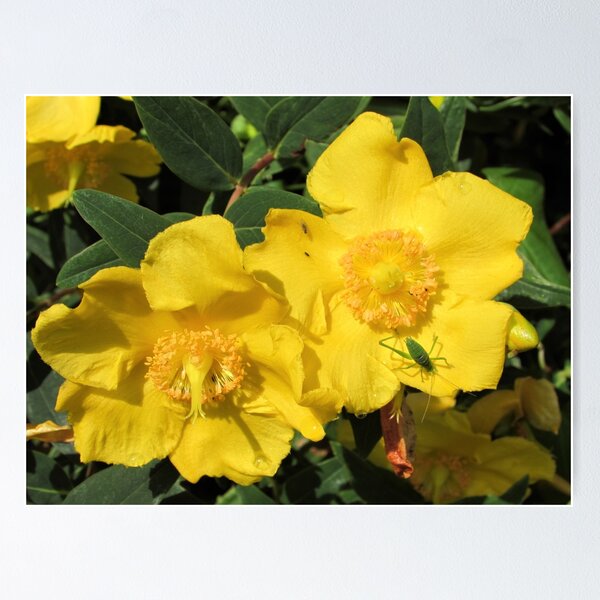 Artikelvorschau, Heuschrecke auf gelbem Hypericum Moserianum entworfen und verkauft von GoNatureDesigns.