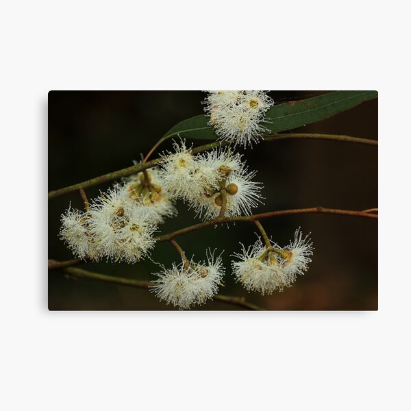 Item preview, Eucalyptus seeana   designed and sold by andrachne.