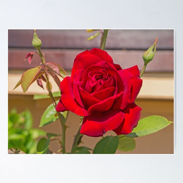 Item preview, A rose from Ibiza. designed and sold by naranzaria.