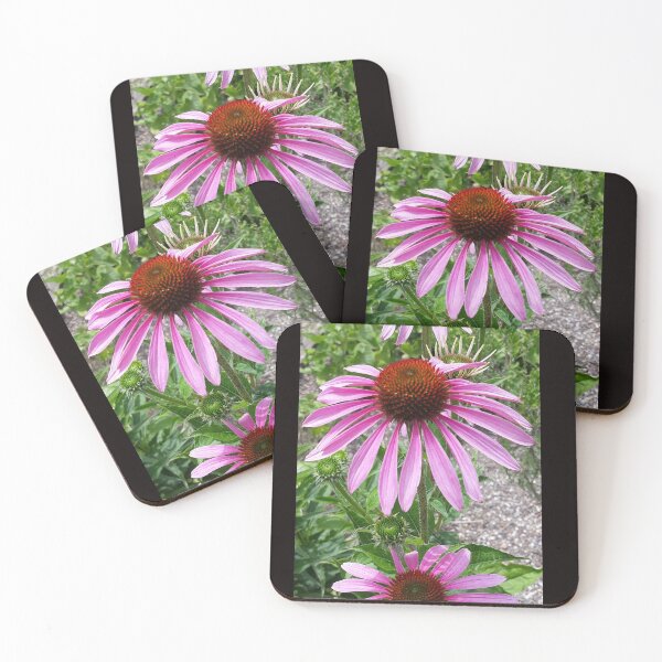 Item preview, Echinacea 1 designed and sold by Pickle-Mouse.