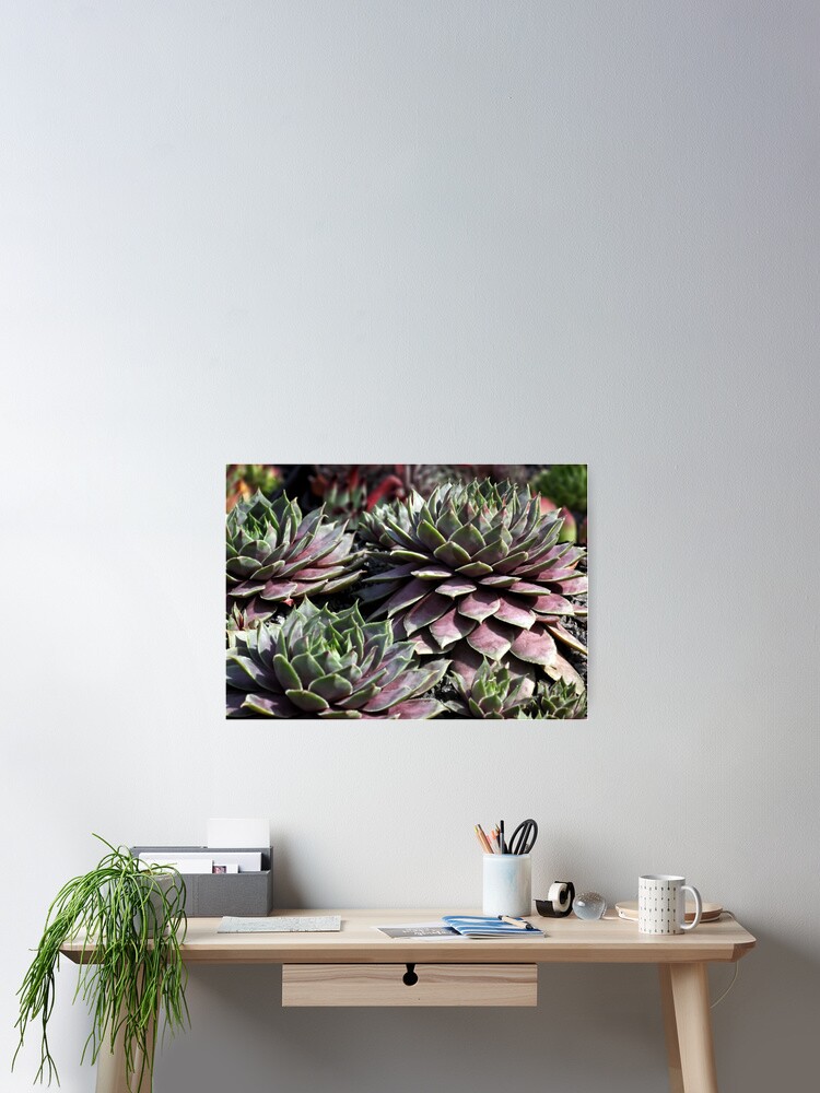 Sempervivum Emma | Poster