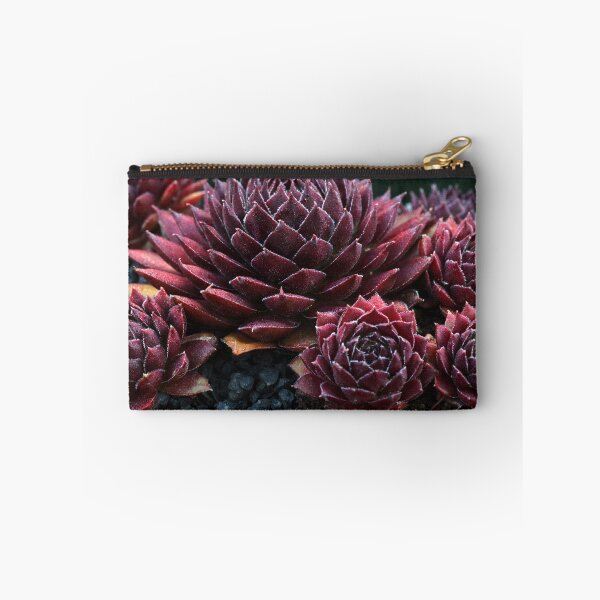 Item preview, Sempervivum Gabrielle designed and sold by MaCross.
