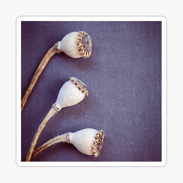 Item preview, Poppy Seed Heads designed and sold by Maria Heyens.