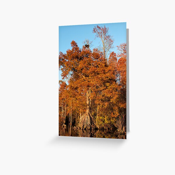 Item preview, Bearly visible designed and sold by Bruce Bischoff.
