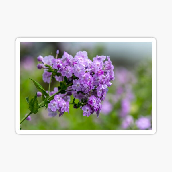 Garden Phlox Sticker