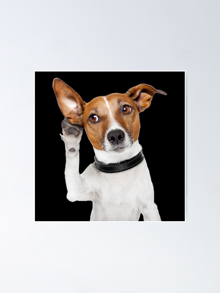 Jack Russell Terrier Dog Funny Jack Russell Terrier Dog Funny