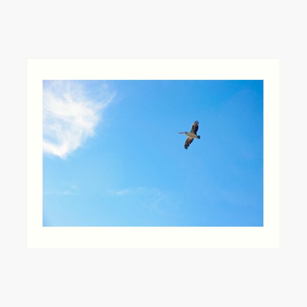 Soaring Art Print