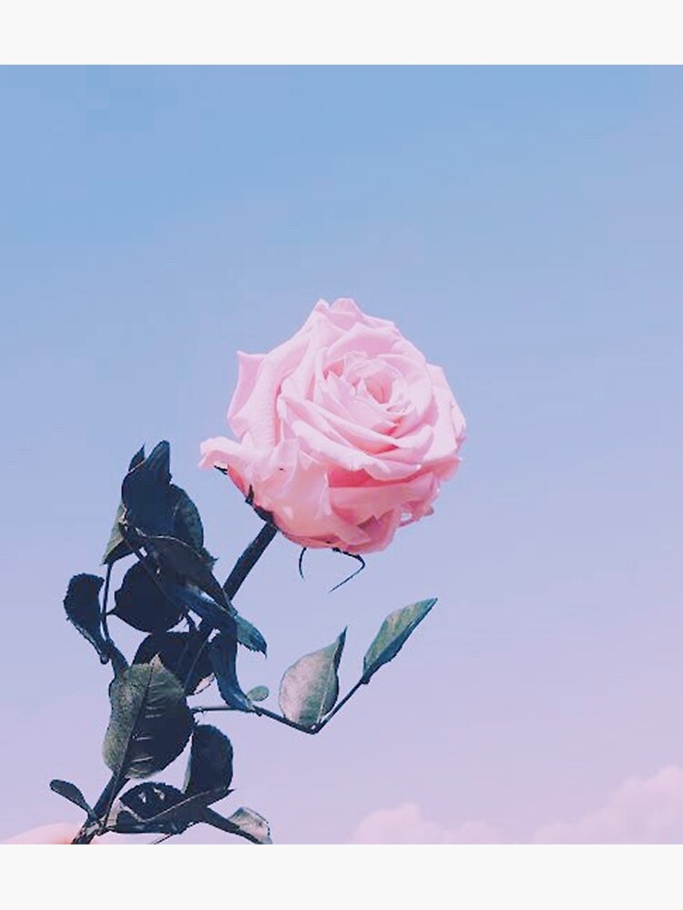 wallpaper iphone pink | Tumblr | Carta da parati rosa iphone, Sfondi  floreali, Sfondi iphone