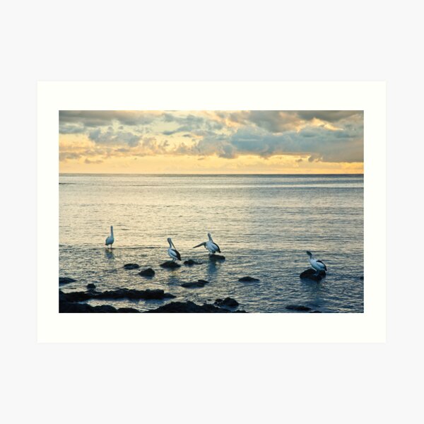 Pelicans at Black Beach - Kiama Art Print