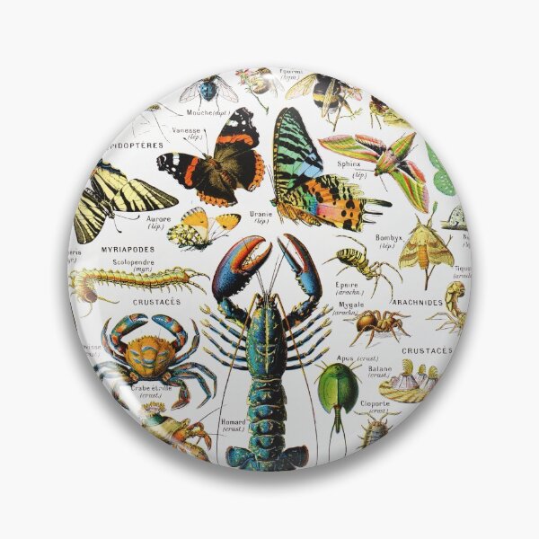 Item preview, Adolphe Millot - Arthropodes - Vintage french zoology illustration designed and sold by Gardenlibrary.