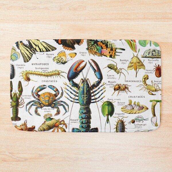 Item preview, Adolphe Millot - Arthropodes - Vintage french zoology illustration designed and sold by Gardenlibrary.