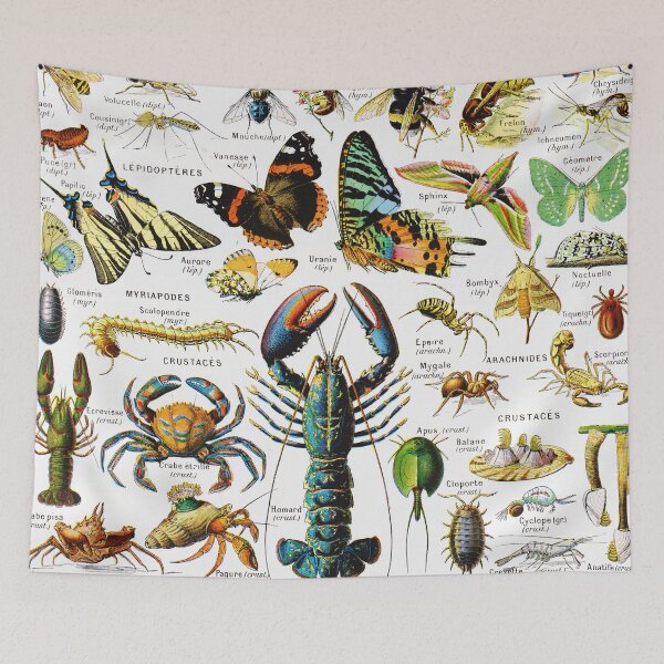 Item preview, Adolphe Millot - Arthropodes - Vintage french zoology illustration designed and sold by Gardenlibrary.
