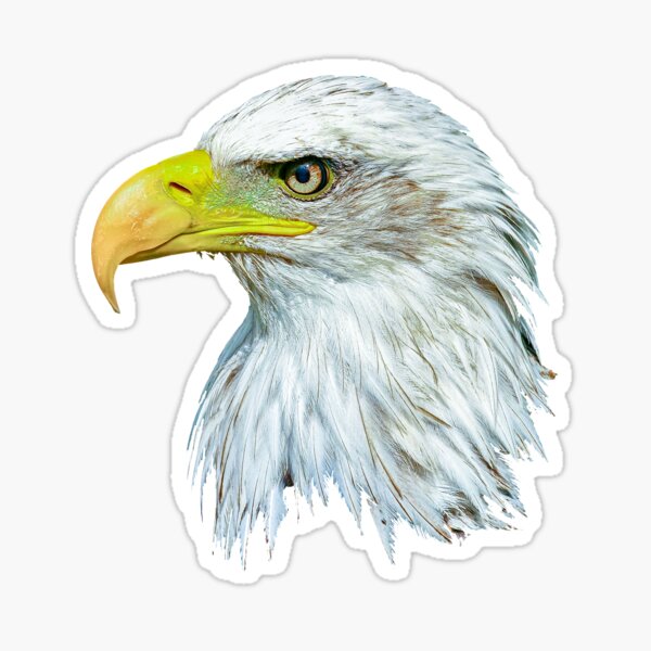 Item preview, Bald Eagle Head designed and sold by OwlOccasions.