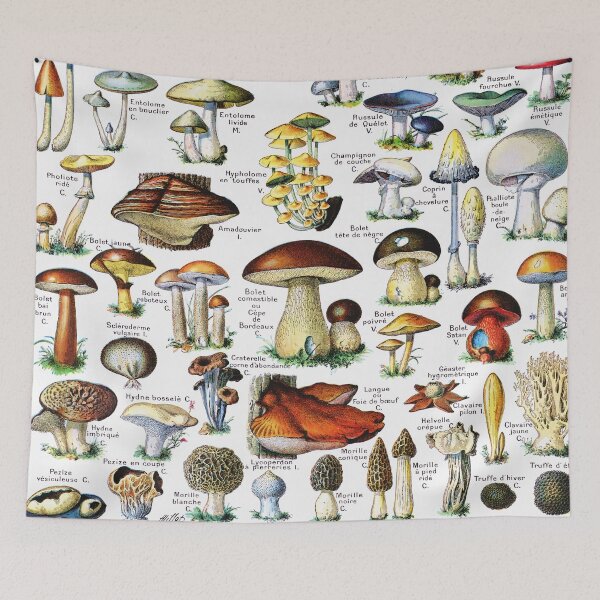 Item preview, Adolphe Millot - Champignons - Vintage french mycology illustration designed and sold by Gardenlibrary.