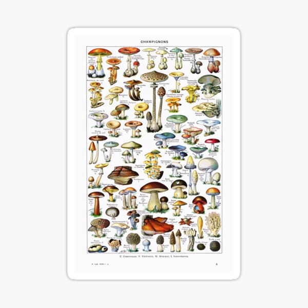 Item preview, Adolphe Millot - Champignons - Vintage french mycology illustration designed and sold by Gardenlibrary.