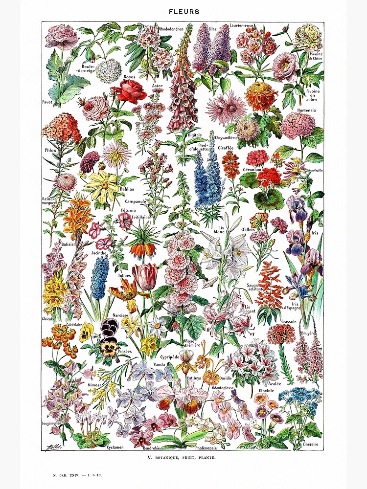Adolphe Millot - Fleurs - Vintage french botanical illustration adolphe-millot-fleurs-vintage-french-botanical-illustration-poster-for-sale-by-gardenlibrary-redbubble