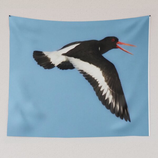 Item preview, An oystercatcher  designed and sold by Alan Mackinnon.