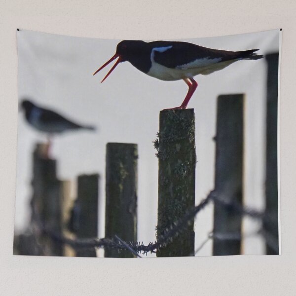 Item preview, An oystercatcher  designed and sold by Alan Mackinnon.