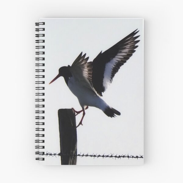 Item preview, An oystercatcher  designed and sold by Alan Mackinnon.