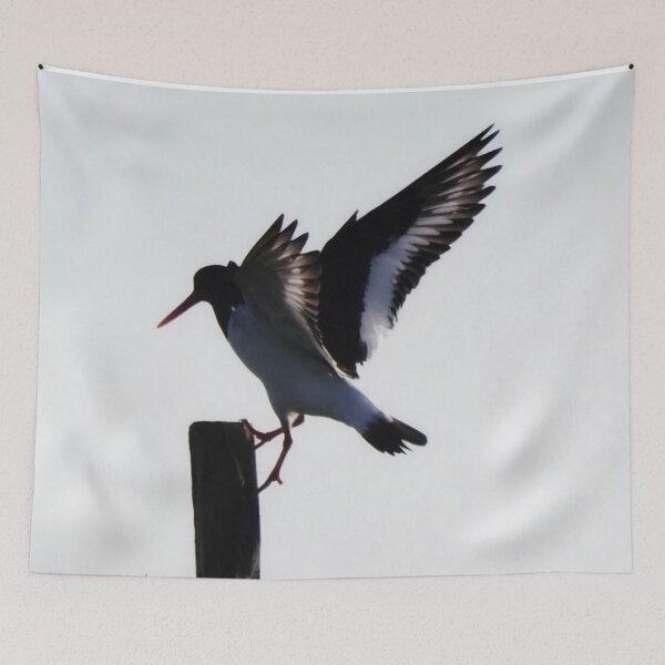 Item preview, An oystercatcher  designed and sold by Alan Mackinnon.