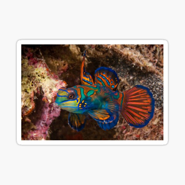 Mandarin Fish, Wakatobi National Park, Indonesia Sticker