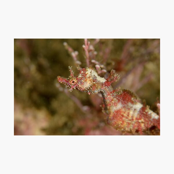 Sydney Pygmy Pipehorse - Idiotropiscis lumnitzeri Photographic Print