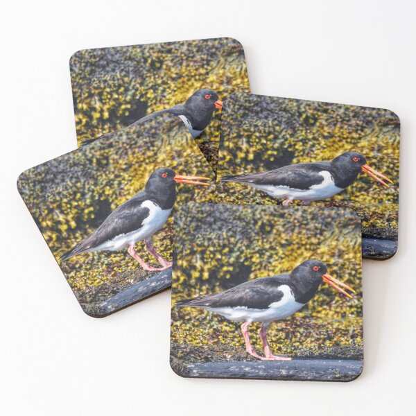 Item preview, An oystercatcher  designed and sold by Alan Mackinnon.
