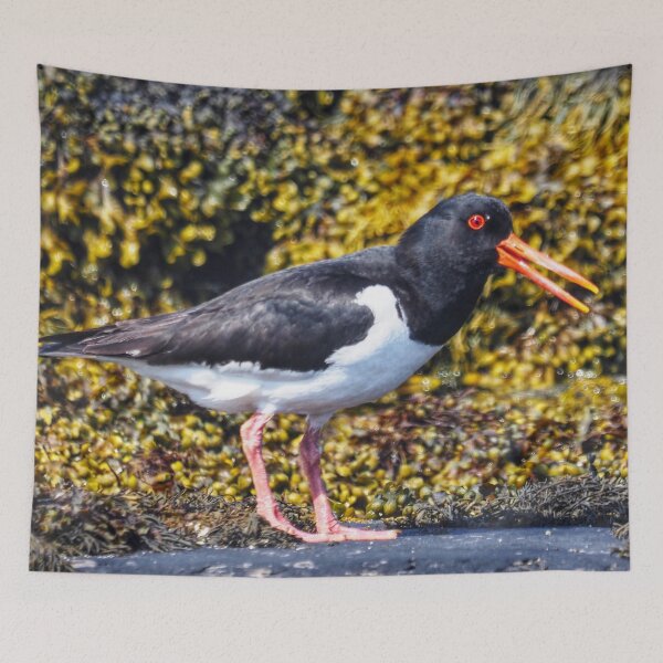 Item preview, An oystercatcher  designed and sold by Alan Mackinnon.