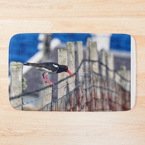Item preview, An oystercatcher  designed and sold by Alan Mackinnon.