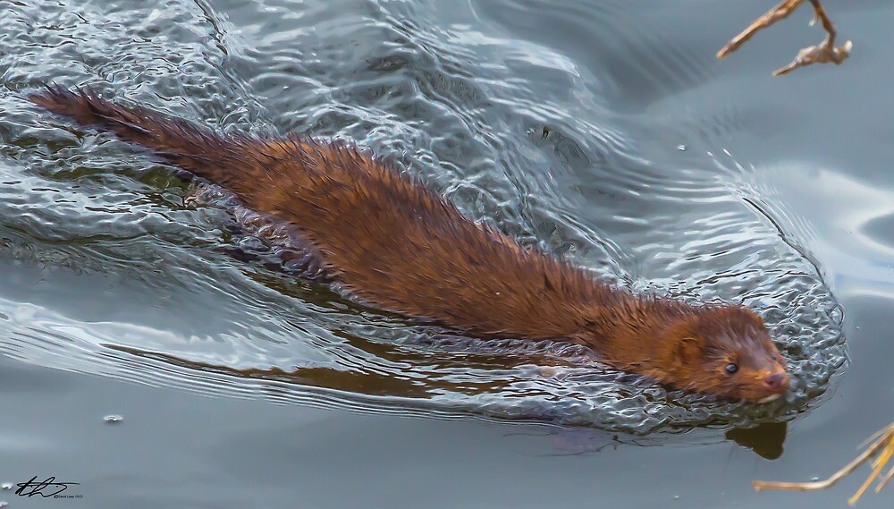 "Mink Merrimack River Concord, NH 032013" by David Lipsy Redbubble