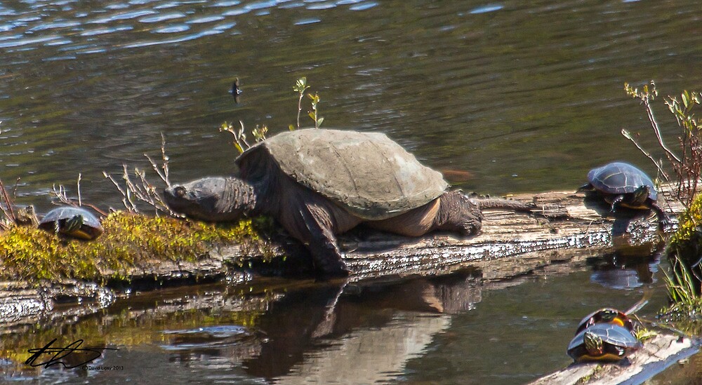 "Huge Snapping Turtle with Painted Turtles - Candia NH, 04 ...
