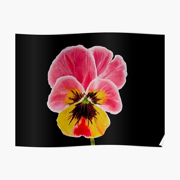 Pansy Poster