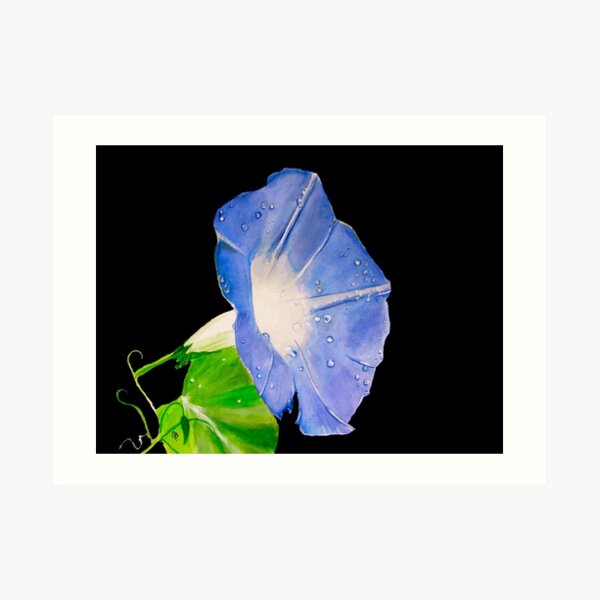 Morning Glory Art Prints Redbubble