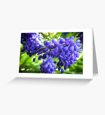 Grape Hyancinth Greeting Card