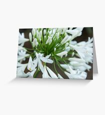 White Bloom Greeting Card