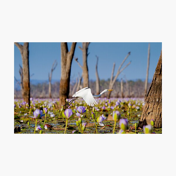 Fishing at Lake Nuga Nuga Photographic Print