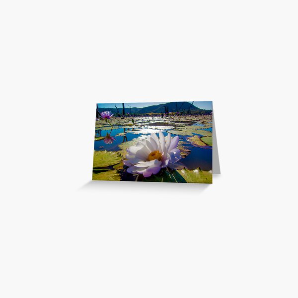 Giant Water Lily, Lake Nuga Nuga Greeting Card