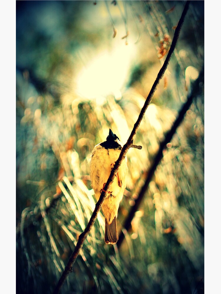 Branch Birdie by tropicalsamuelv
