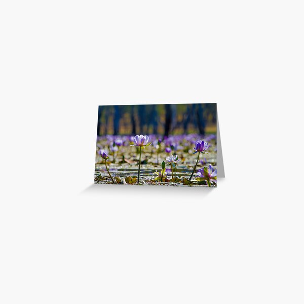 Giant Water Lilies, Lake Nuga Nuga Greeting Card