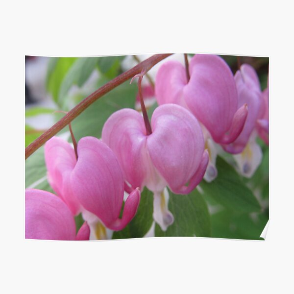 pink bleeding heart flower Poster